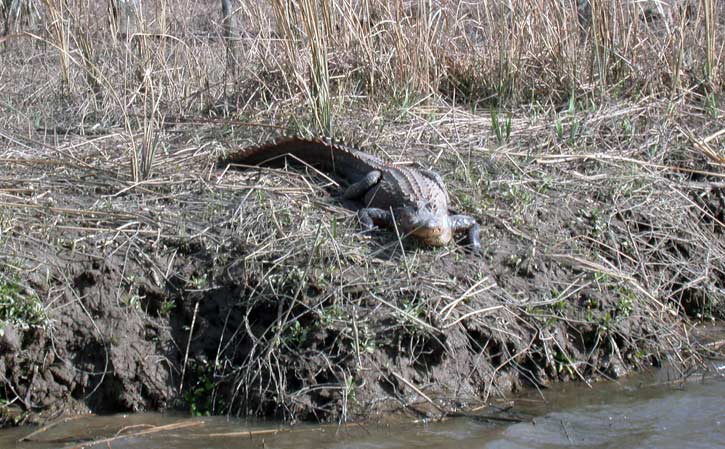 Savannah National Wildlife Refuge - alligator - Savannah Port Journal